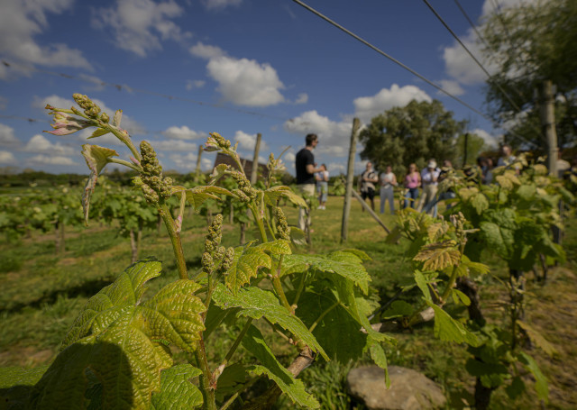 Día del Enoturismo con Turismo Canelones