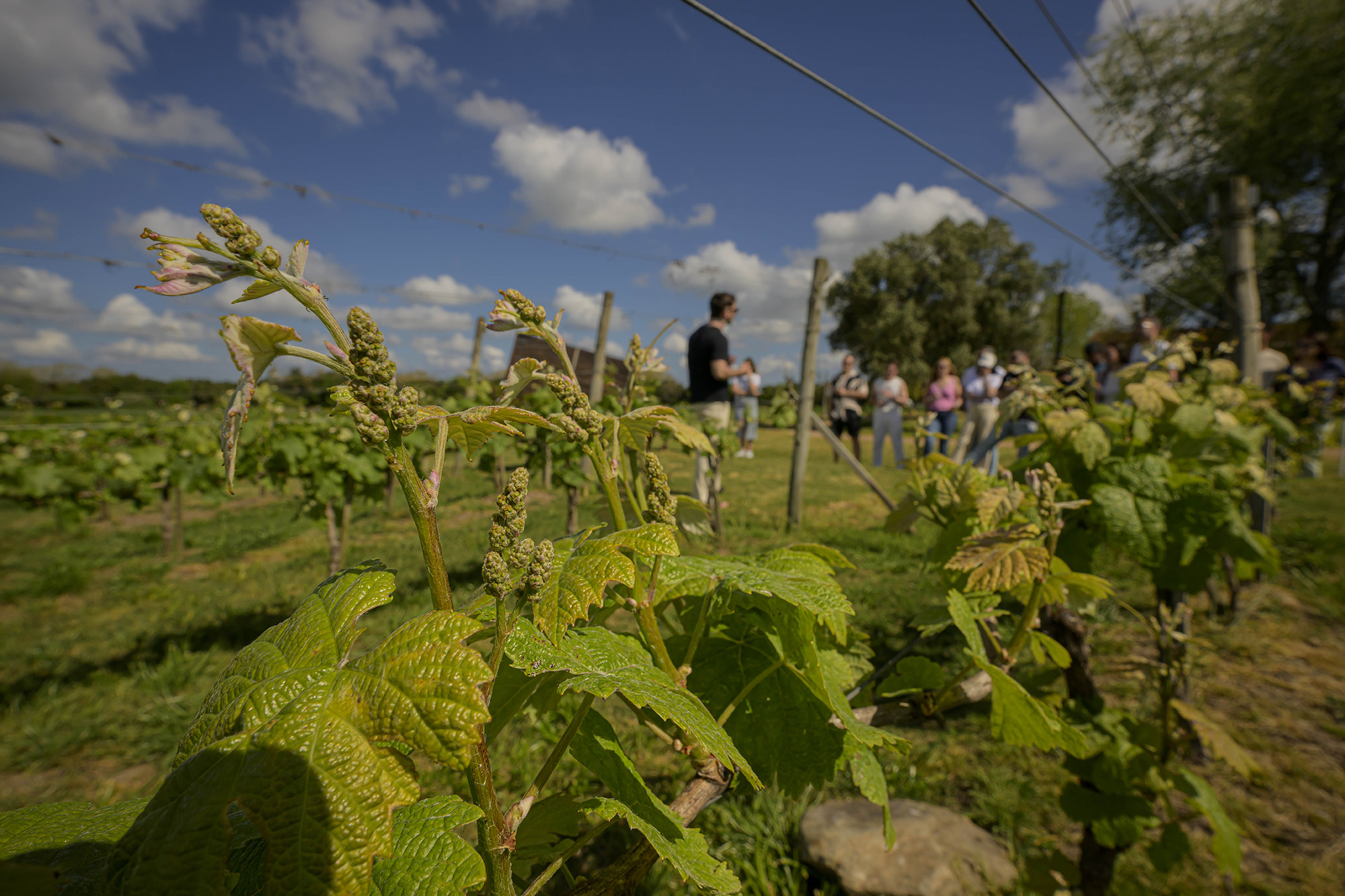 Día del Enoturismo con Turismo Canelones