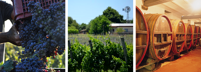 Imagen de Enológico