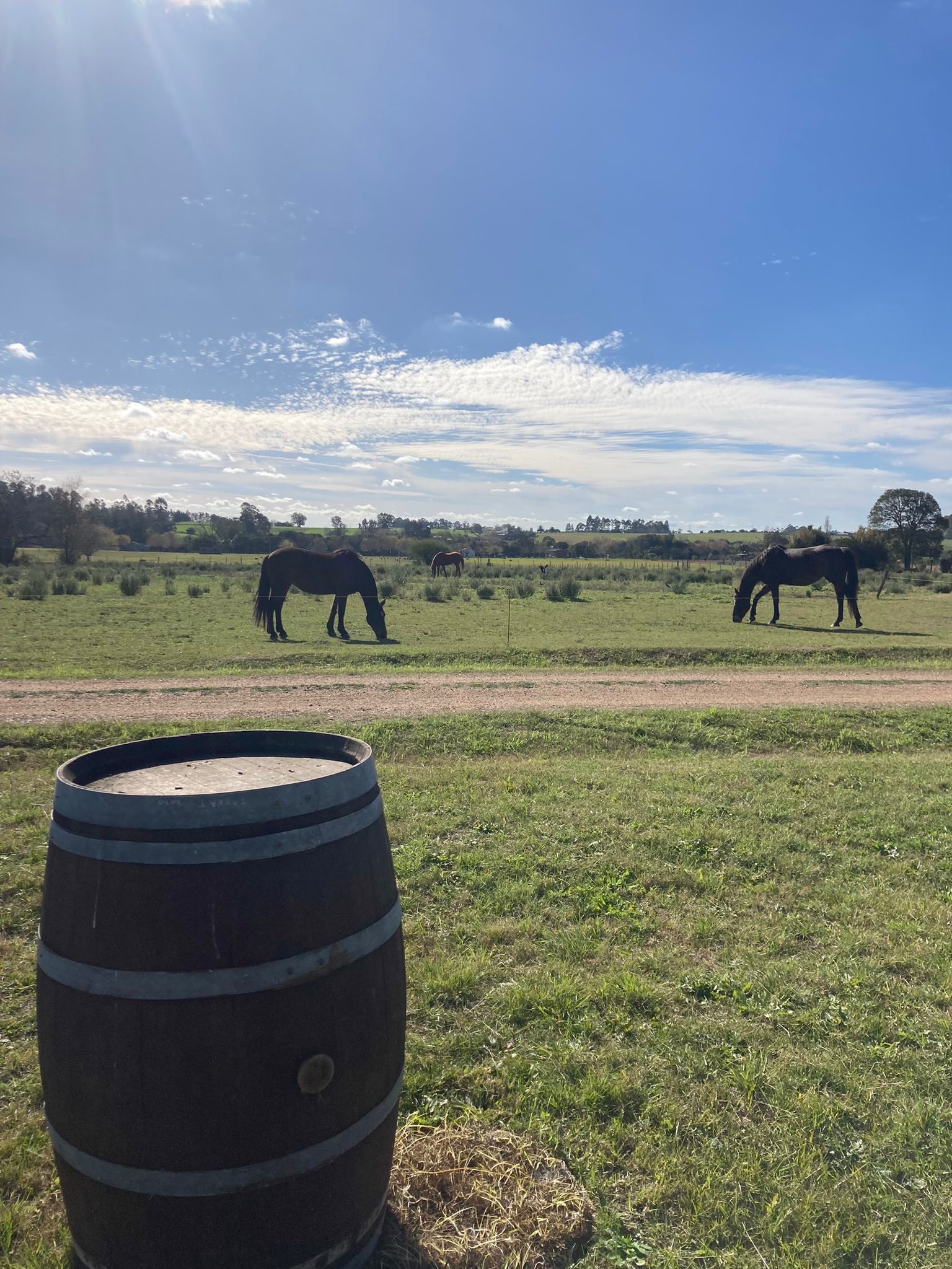 Texto descriptivo de la imagen