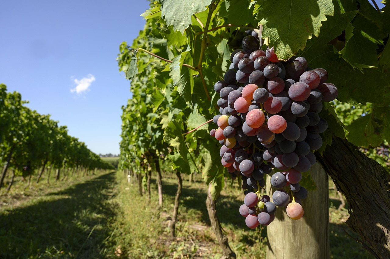 Texto descriptivo de la imagen