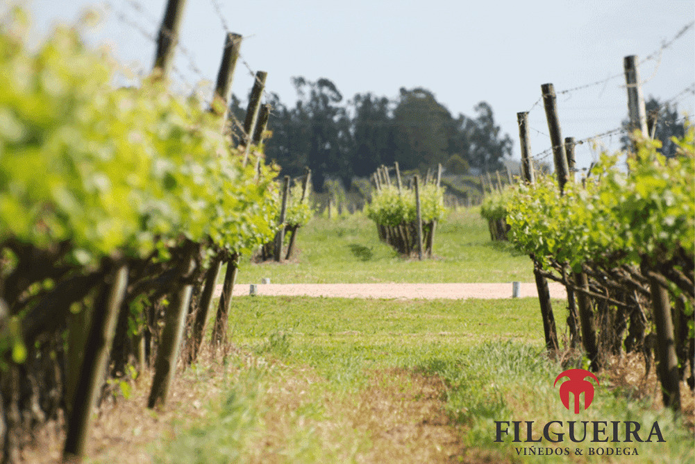 descripcion de imagen