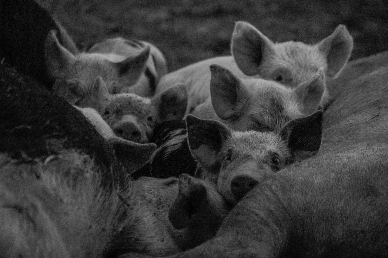 descripcion de imagen