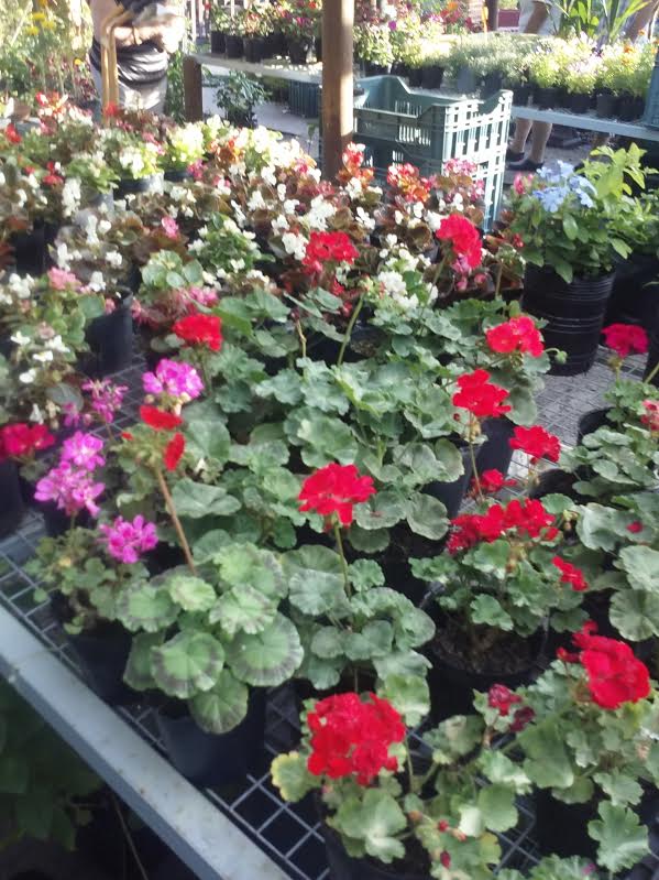 descripcion de imagen