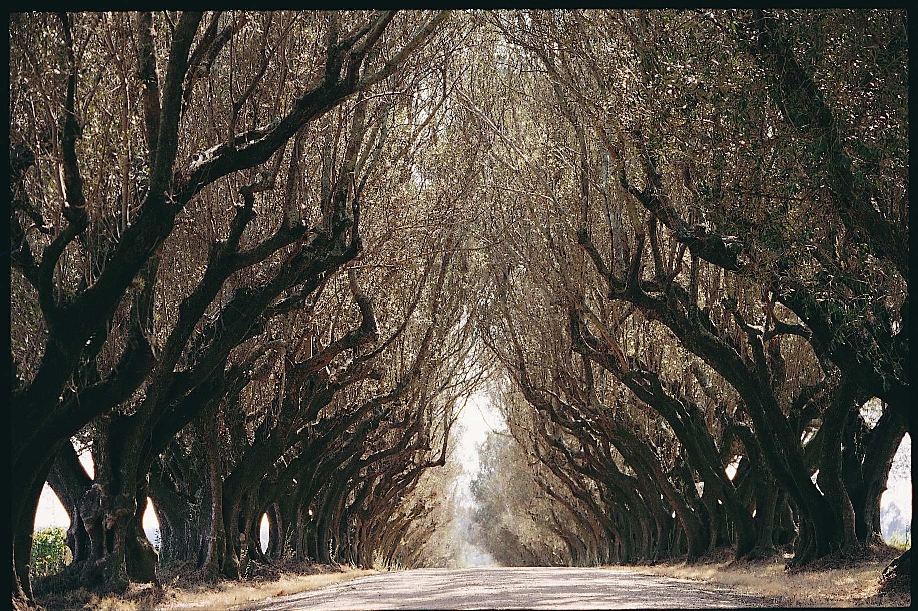 descripcion de imagen